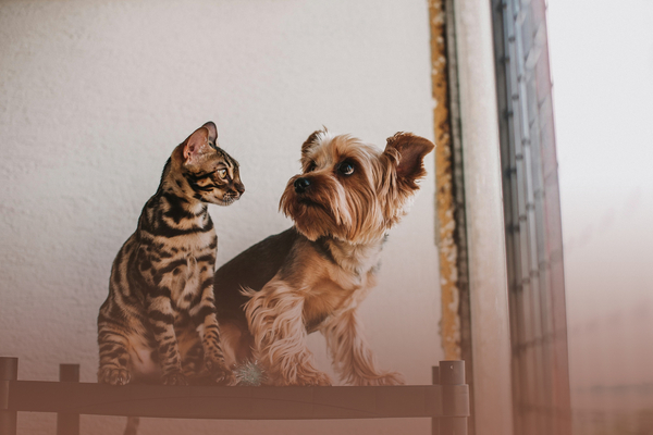 Rota de cuidados com cães em Rivas: cuide do seu animal de estimação com empresas locais.