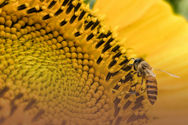Día Mundial de las Abejas: ruta de herbolarios en Rivas