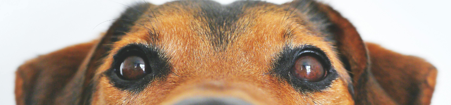 Bild Das "MARY TEALBY" CENTER öffnet seine Türen, um die Adoption zu fördern.