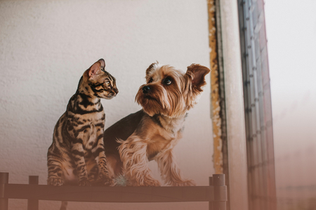 Imagem Rota de cuidados com cães em Rivas: cuide do seu animal de estimação com empresas locais.