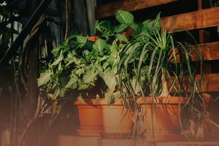 Immagine Itinerario per preparare la terrazza e il giardino a Rivas