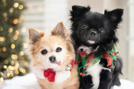 Imagem Natal com seus animais de estimação