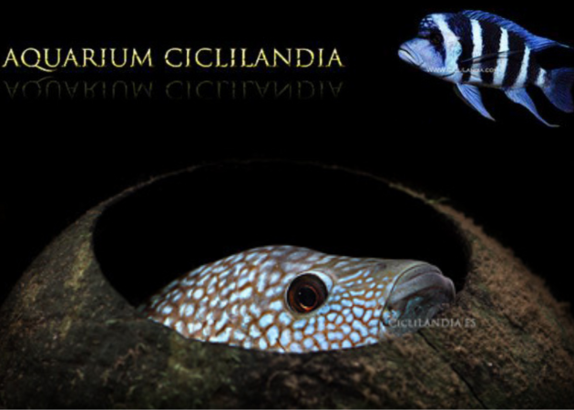Galerie der Bilder CicliLandia.es Aquarium 1
